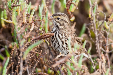 Belding savannah sparrow