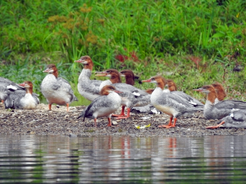 Common Mergansers on a beach