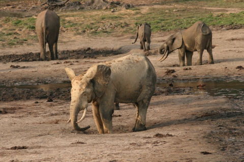 Baby Elephants