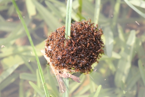 A small floating group of fire ants surrounds a blade of grass and floats on top of still water