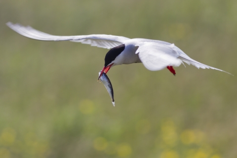 Common Tern with fish