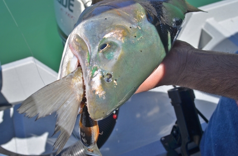 a fish with a fish tail in its mouth