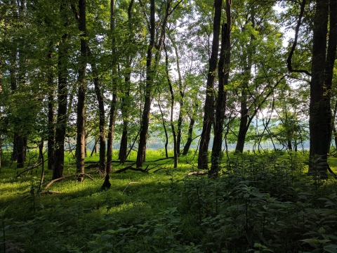 Forest and green grass along the edge of a river