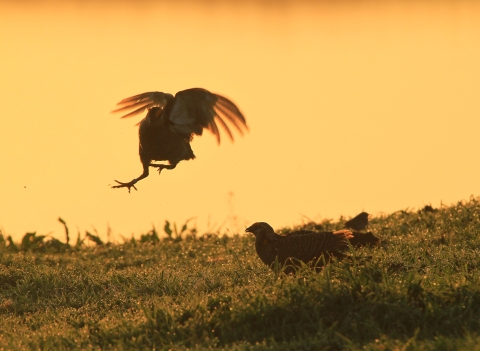 Two Attwater's prairie chickens against an orange sunset. One has its wings spread in mid-air. The other is sitting on a grassy hill.