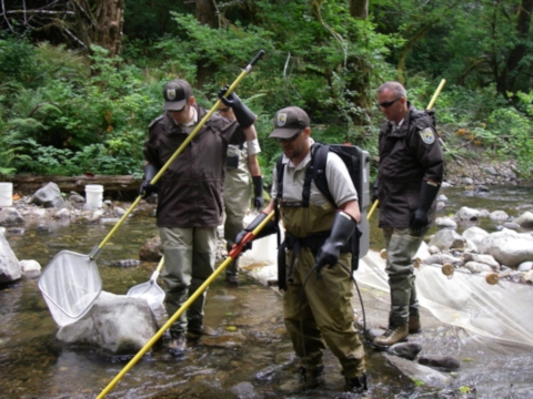 What are the differences between Pacific salmon reared in a hatchery vs. in the wild?