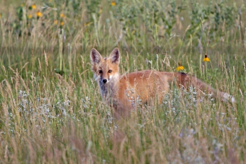 Red Fox in tall grass