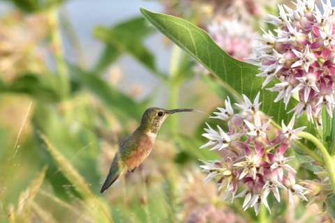 Rufus hummingbird with flower