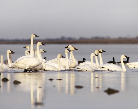 Tundra Swans at Audubon NWR