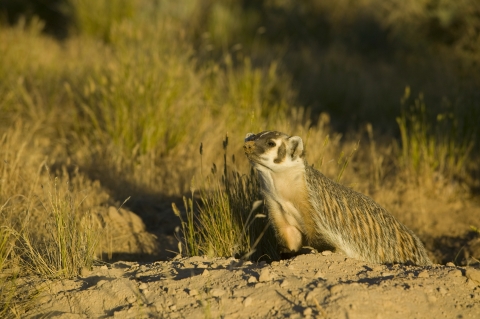 Badger at mound with dirt on its nose.