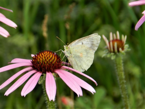 Clouded Sulphur Butterfly