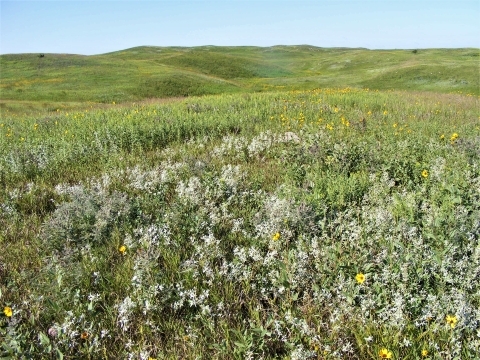 Prairie at Meyer Lake