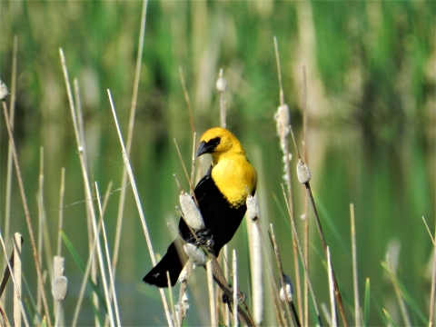 Yellow-headed Blackbird