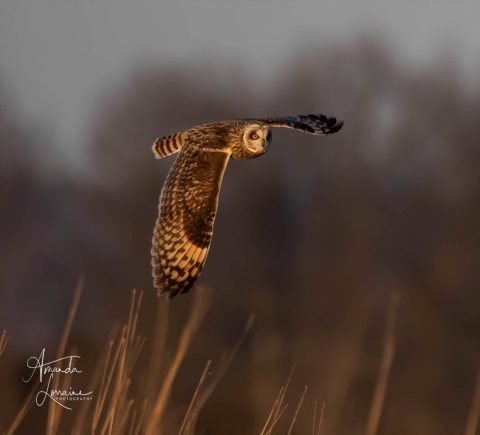 Short-eared Owl. Asio flammeus