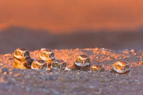 Seven small owls with yellow eyes peek out of their burrow to look at the camera.