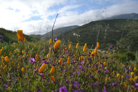 Open field of Poppies and Wishbone bush in San Diego National Wildlife Refuge