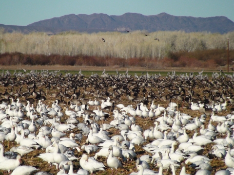 Large flocks of snow and Canada geese with mountains in the background.