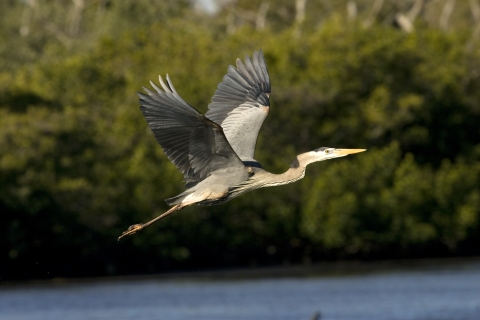 Great Blue Heron