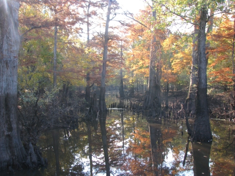 Fall scene near waters edge with cypress trees