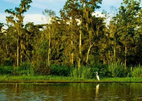 Tall white wading bird stands at edge of bayou