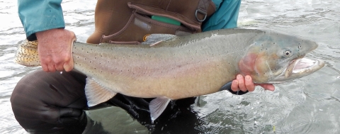 large trout in a person's hands