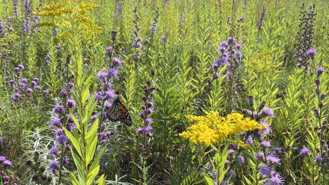 Monarch butterfly perching on a rough blazing start flower