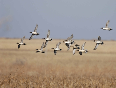 Pintails in flight 