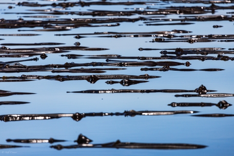 Bull Kelp Floating on the Sea