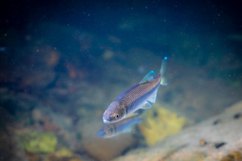 A small blue and silver fish, with bright blue fins and small bumps on it's head. 