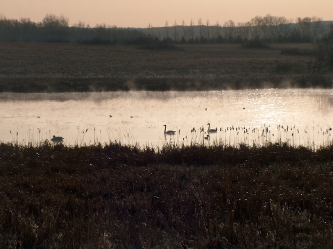 Swans resting on a foggy pond at sunrise.