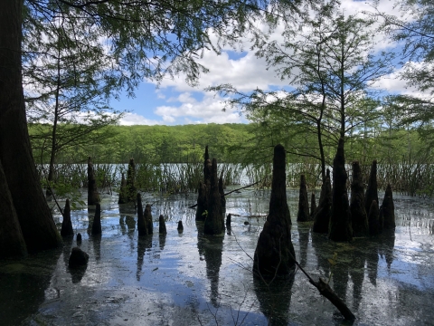 Cypress knees among the skyline