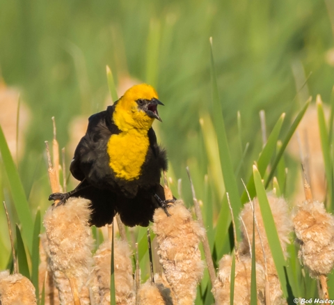 Yellow-Headed Black Bird sitting on Cattails