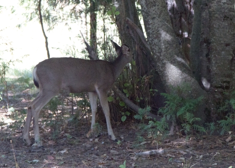 Yosemite Deer