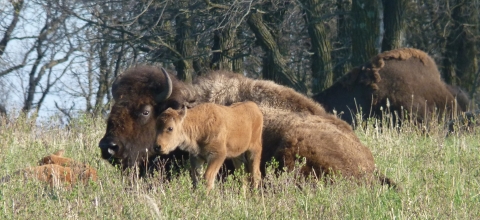 Bison with calf