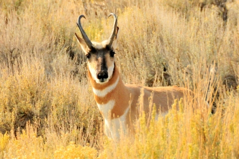 Pronghorn Buck