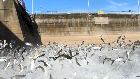 Carp jumping at Lake Barkley Dam