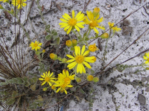 Florida golden aster, yellow wildflowers.