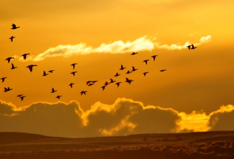 a flock of birds fly across an orange sky