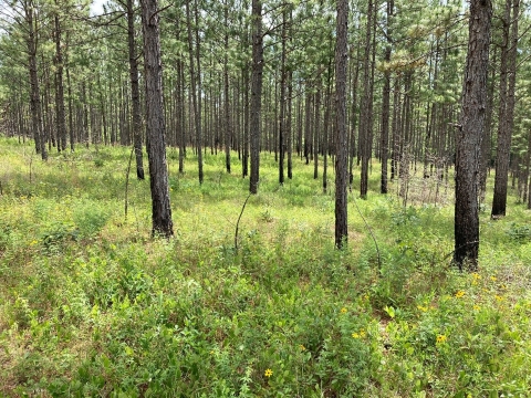 Long-leaf pine forest.