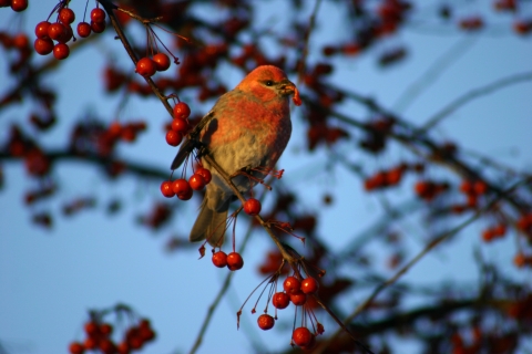 Pine grosbeak in winter crab apple tree