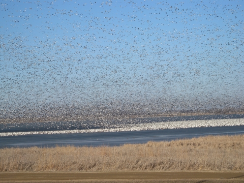 large flock of snow geese