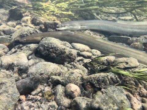 Two American eel underwater in the Susquehanna River