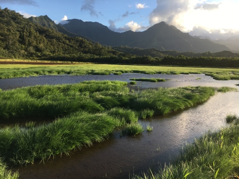 Wetlands and marsh lay within the valley of Hanalei. The sun sets behind the mountains, painting the clouds in yellow and gold. 