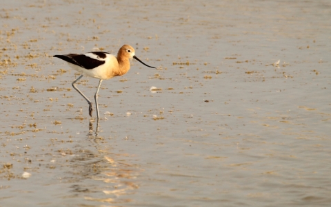 An American Avocet wading through shallow wetlands at the Fish Springs National Wildlife Refuge in Utah