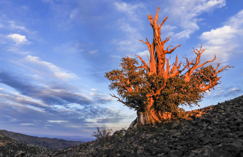 Bristlecone pine above treeline