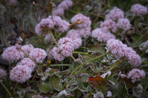 Seaside Buckwheat (Erigonum latifolium)