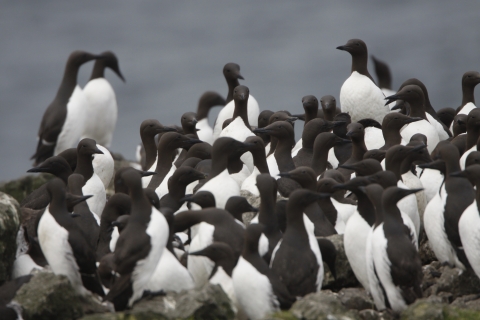 Common Murre