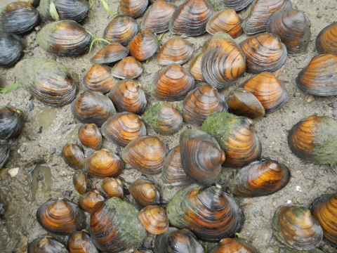 Mussels