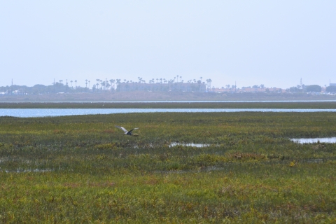 A great blue heron flies by estuary.