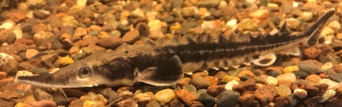 Young Lake Sturgeon with gravel background