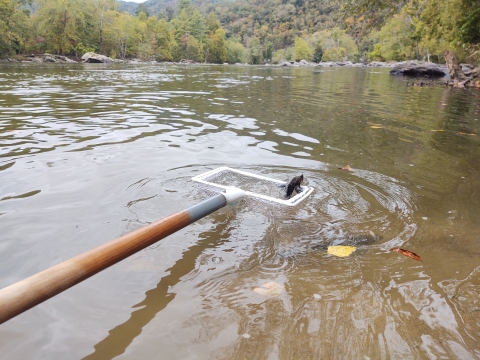 Lake sturgeon in net just prior to release in the French Broad River, NC